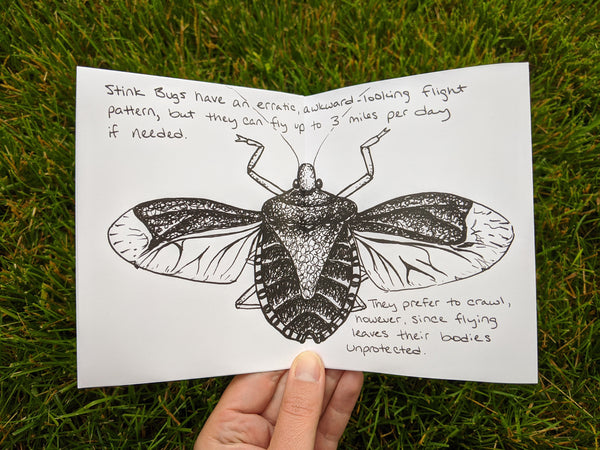 Stink Bugs Mini Zine